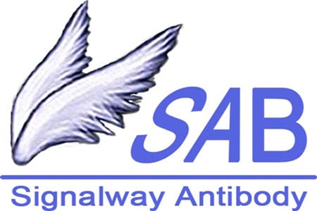Signalway Antibody