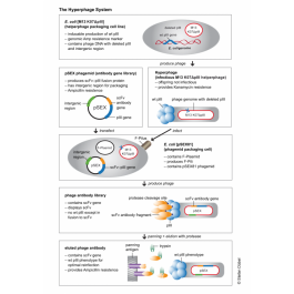 Metphage Hyperphage M13 K07ΔpIII | ARP American Research Products, Inc.