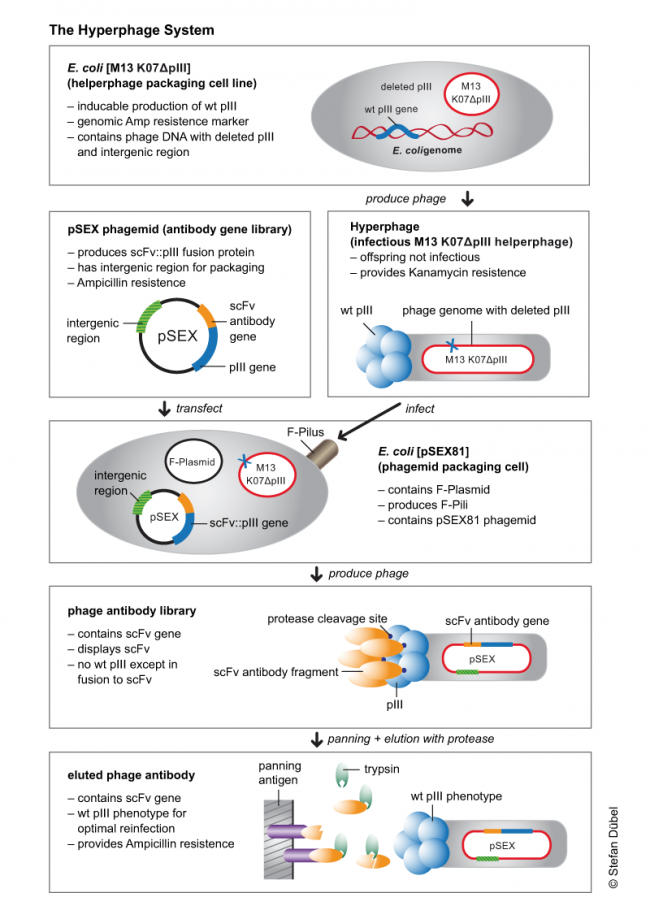 Hyperphage M13 K07ΔpIII | ARP American Research Products, Inc.
