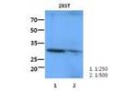 Anti-ITLN1 (clone AT6C11)