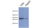 Anti-PCBP1 (clone AT2A10)