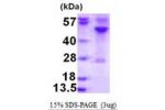 RRAGC, 1-399aa, Human