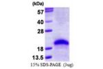 VEGF165, 207-370aa, Human