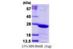 CBX3, 1-183aa, Human