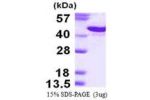 SDC1, 18-254aa, Human