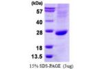 ATOH1, 158-354aa, Human