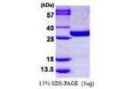 PGAM1, 1-254aa, Mouse