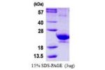 IFNA14, 24-189aa , Human