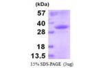 mIgG, 98-330aa, Mouse, Baculovirus
