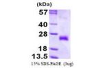 TNFRSF9, 18-186aa, Human