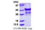 PPP1CC, 1-323aa, Human