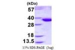 STX2, 1-264aa, Human