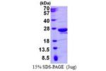 RANGRF, 1-186aa, Human
