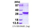LDOC1L, 1-239aa, Human