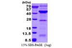 VPS26A, 1-327aa, Human