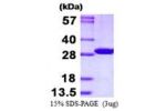 CMBL, 1-245aa, Human