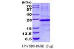 EFNB3, 28-226aa Human