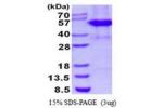 CSTF1, 1-431aa Human