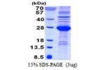 CD244, 19-224aa Human
