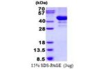 ARFIP2, 1-341aa, Human