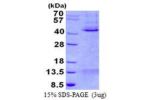 MCL1, 1-327aa, Human