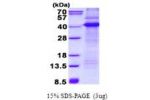 CD68, 22-319aa, Human