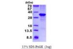 MFAP4, 22-255aa, Human
