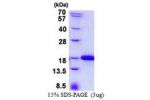 IFT20, 1-132aa Human