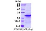 RPL26L1, 1-145aa, Human