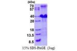 POLR3H, 1-204aa, Human