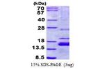XAGE1A, 1-81aa, Human