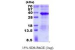 MFAP2, 18-183aa, Human
