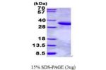 PLSCR1, 1-288aa, Human