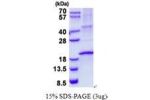 RNASE3, 28-160aa, Human