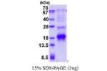 POLR2I, 1-125aa, Human