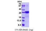POLR2E, 1-210aa, Human