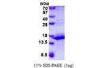 CALML3, 1-149aa, Human