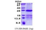 NOP16, 1-178aa, Human