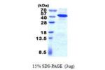IMPAD1, 34-359aa, Human