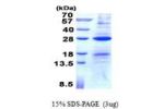 AICDA, 1-198aa, Human