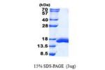 Lgals2, 1-130aa, Mouse