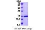 PRND, 27-152aa Human