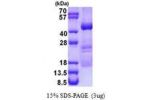 OBFC1, 1-368aa Human