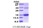 CLEC2D, 60-191aa Human