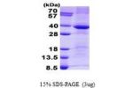 CTSS, 17-331aa Human