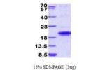 IGFLR1, 23-163aa, Human