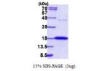 RNASE7, 29-156aa, Human His tag