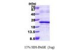 MAFF, 1-164aa, Human His tag