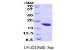 POLR2H, 1-150aa, Human His tag