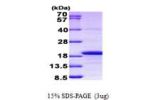H3F3A, 1-136aa, Human